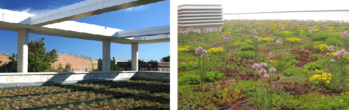 JRA Development Green Roof Thumbnail